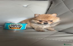 Pomeranian dogs for sale: Pomeranian  - Image 6