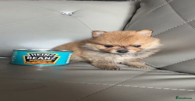 Pomeranian dogs - Advert 4