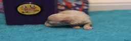 Maltipoo dogs for sale: 4 Apriciot F1 Maltipoo Puppies - Advert 16