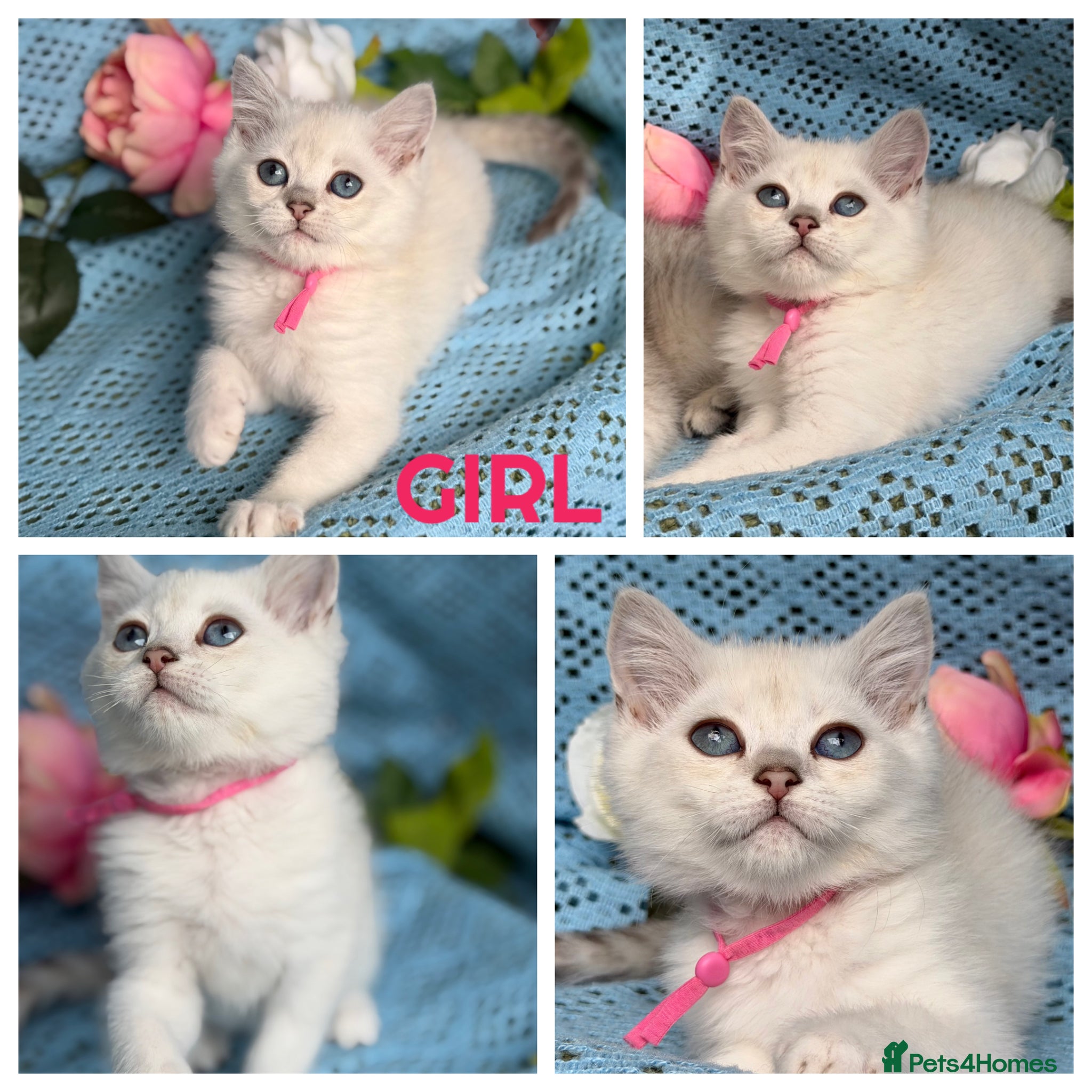 British Shorthair cats British shorthair golden point Kittens TICA - Advert 1