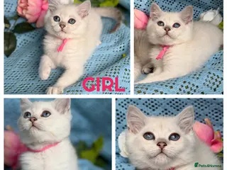 British Shorthair cats British shorthair golden point Kittens TICA - Advert 2