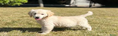 Golden Retriever 1