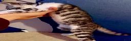Mixed Breed cats for sale: 🐾 7 adorable Bengal-cross kittens - Advert 11