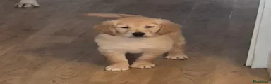 Golden Retriever 1