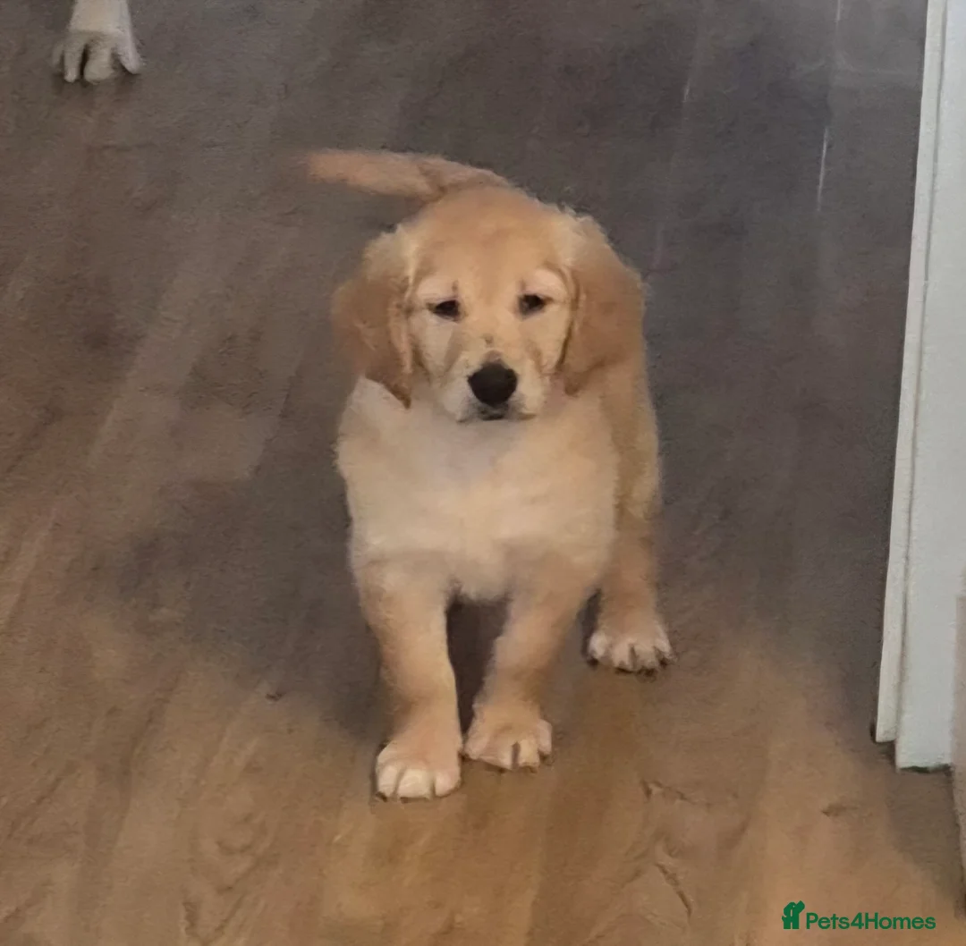 Golden Retriever dogs for sale: KC GOLDEN RETRIEVER PUPS, HEALTH TESTED PARENTS - Advert 12