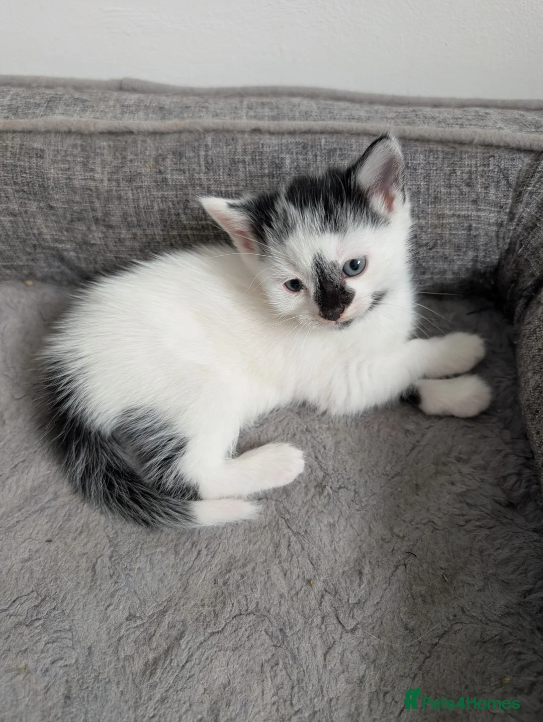 Mixed Breed cats for sale: Kittens for sale  - Advert 2