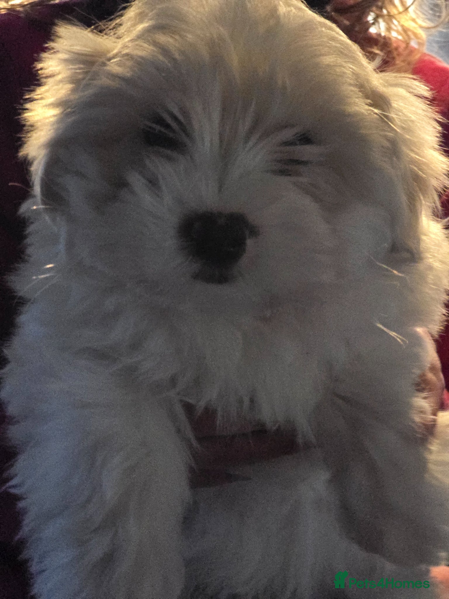 Maltese dogs Maltese boys READY TO GO - Advert 3