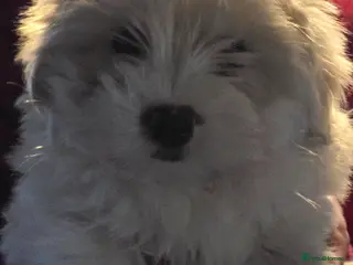 Maltese dogs Maltese boys READY TO GO - Advert 3