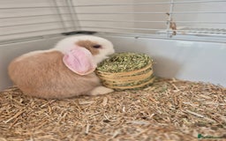 Mini Lop rabbits for sale: Mini lop bucks - Image 2