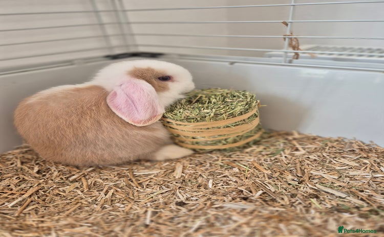 Mini Lop rabbits - Advert 15