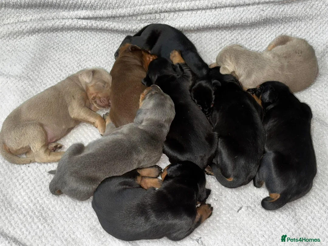 Dobermann dogs for stud: Dobermann Stud KC  - Advert 11