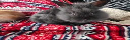 Lionhead rabbits for sale: Lion head  in Chester-le-Street - Advert 4