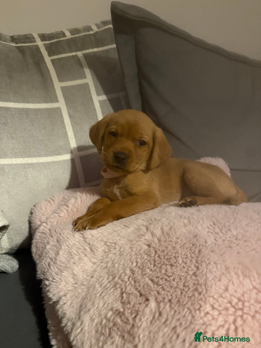 Labrador Retriever dogs for sale: 1 boy left! Fox red KC rEG Labradors working line  - Advert 9