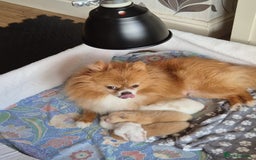 Pomeranian dogs for sale: Beautiful Pomeranian Puppies - Image 3