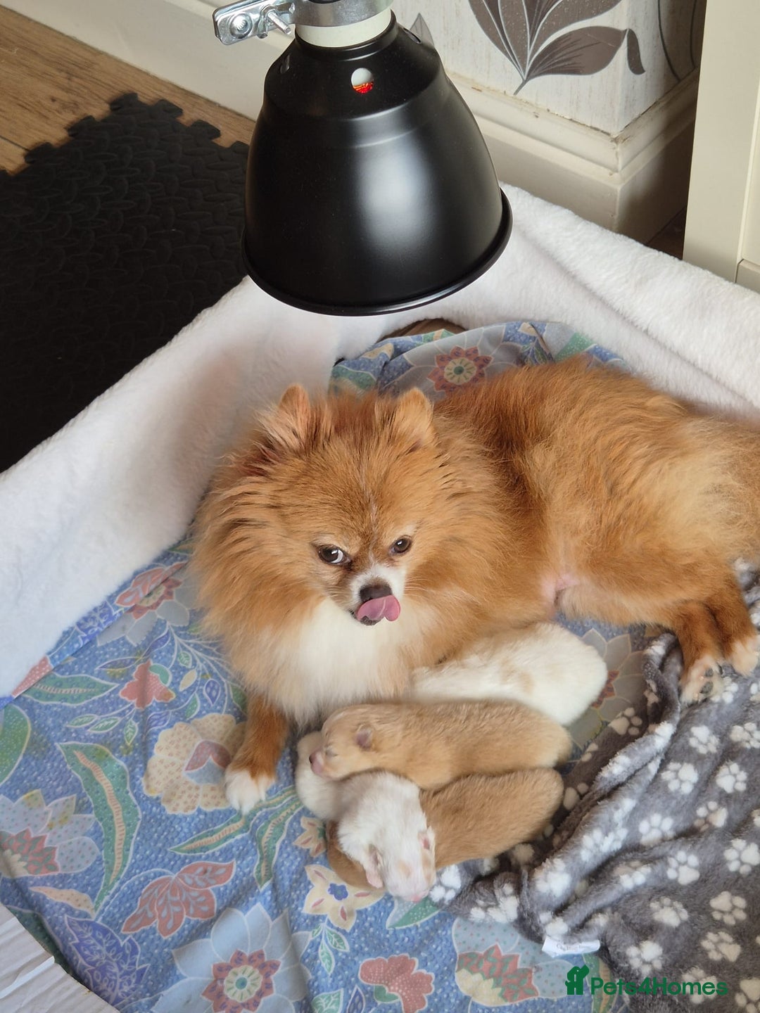 Pomeranian dogs for sale: Beautiful Pomeranian Puppies - Image 3