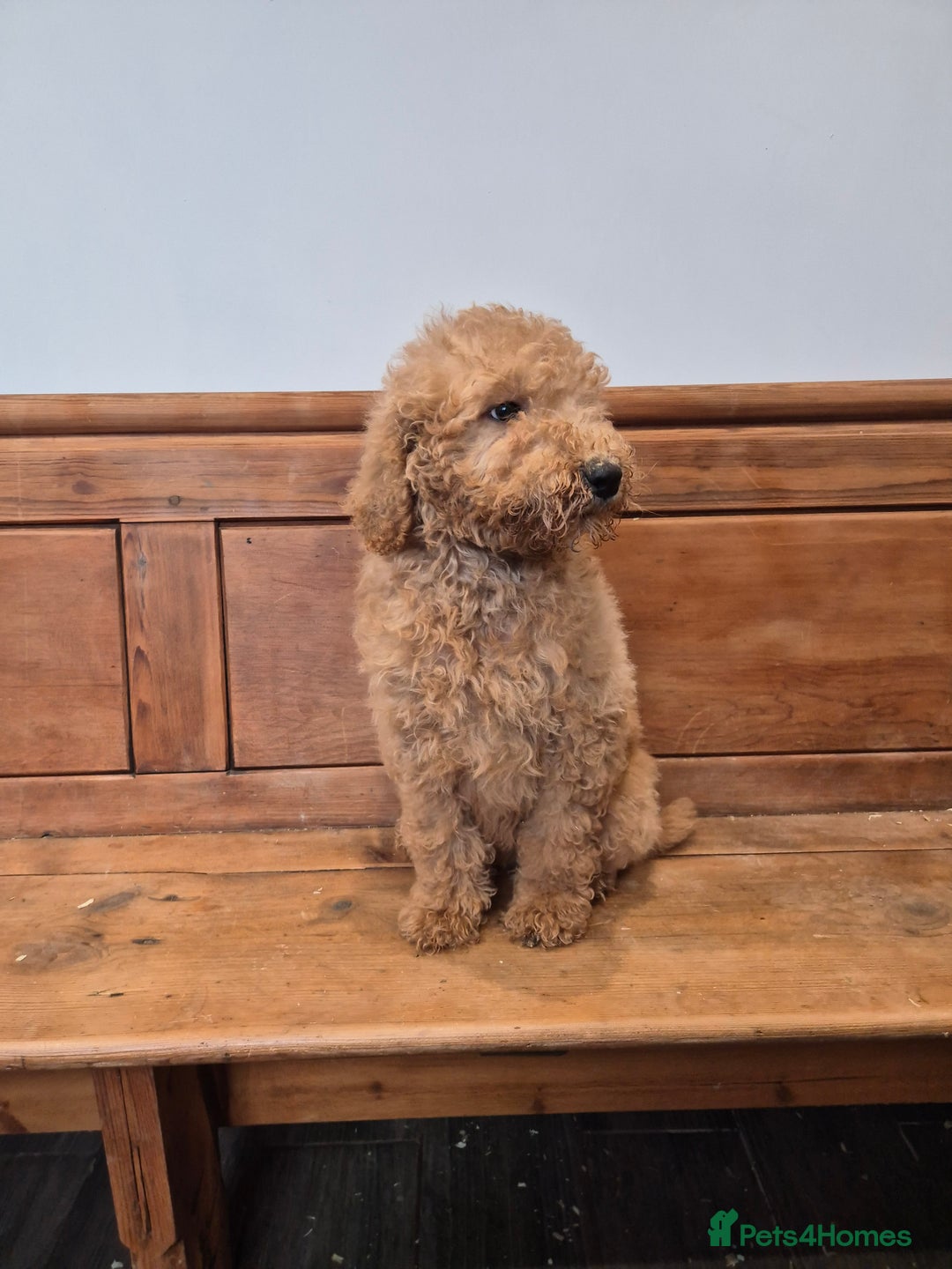 Standard Poodle dogs for sale: Standard Poodle  - Advert 6