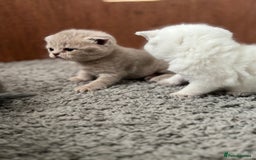 British Shorthair cats for sale: Beautiful British short hairs  - Image 5
