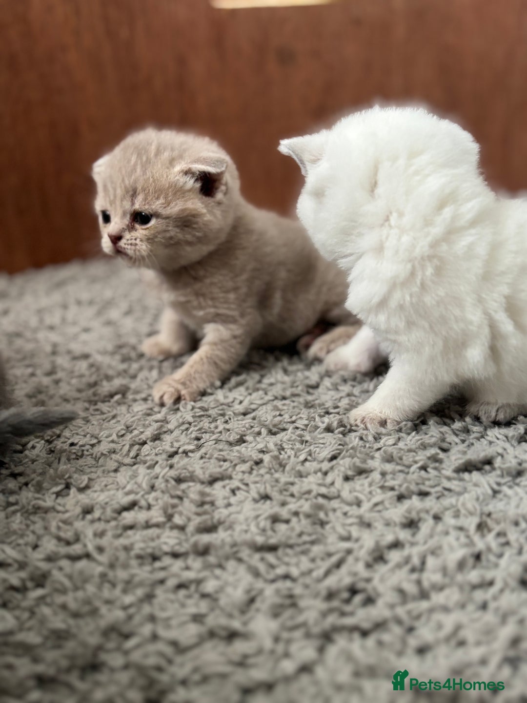 British Shorthair cats for sale: Beautiful British short hairs  - Image 5