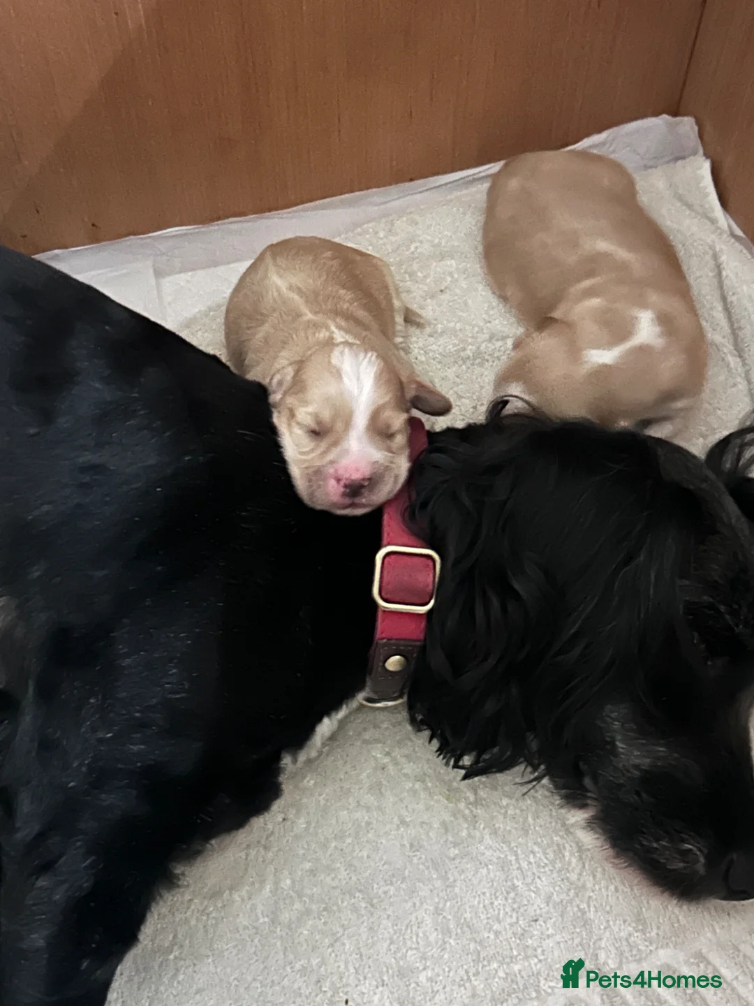 Cockapoo dogs for sale: F1B cockerpoo puppies  - Advert 1