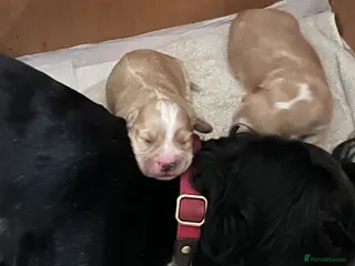 Cockapoo dogs F1B cockerpoo puppies - Advert 1