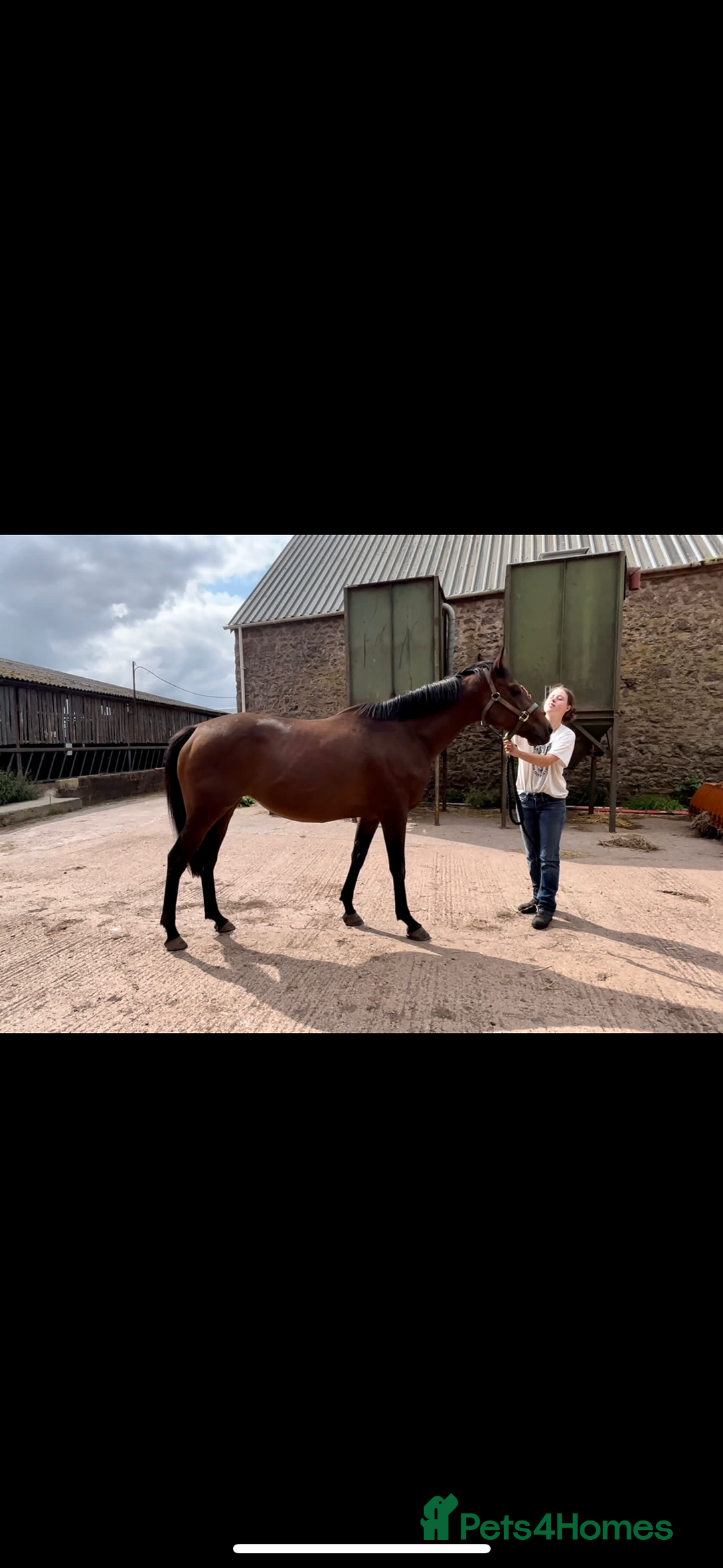 English Thoroughbred horses for sale: Fantastic thoroughbred broodmare - Image 2