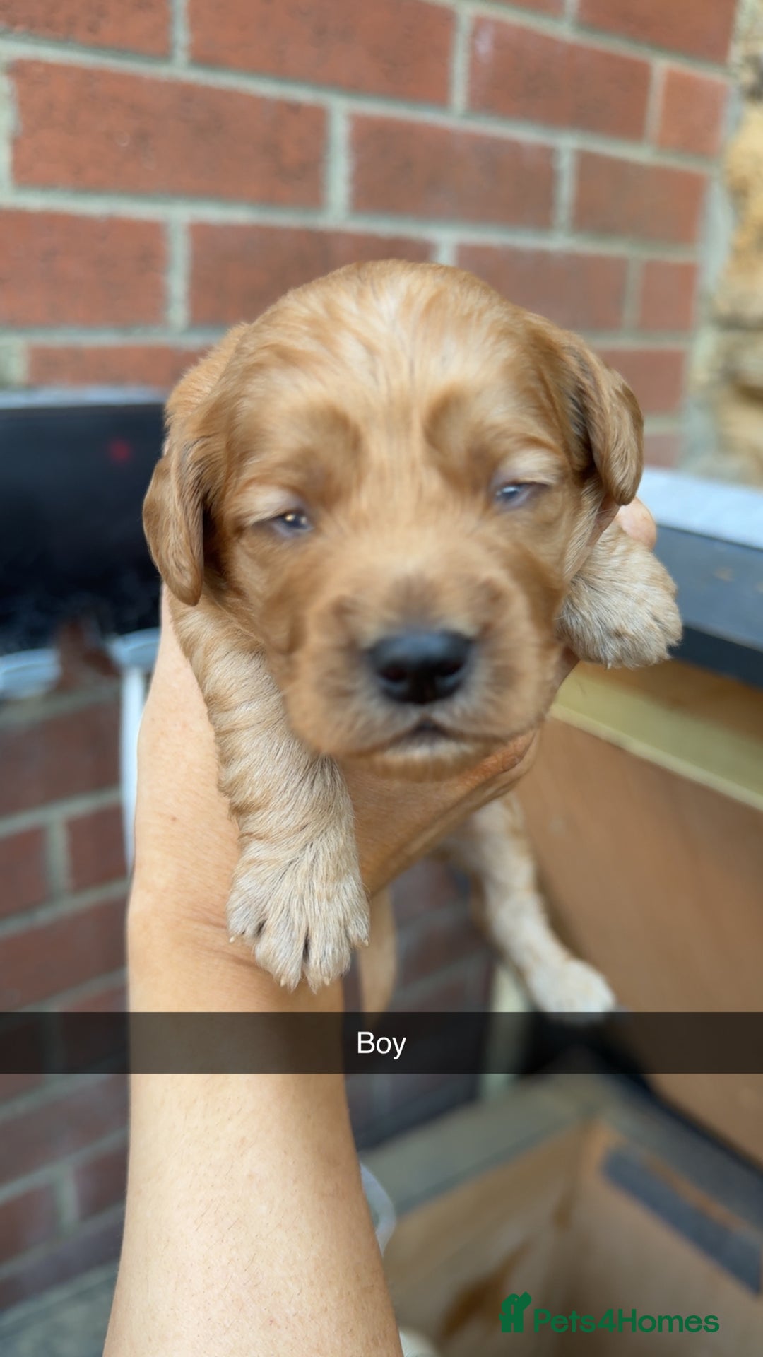 Cockapoo dogs for sale: Beautiful litter of cockapoos  - Image 6