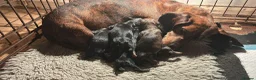 Dachshund dogs for sale: Dachshund for sale  - Advert 4