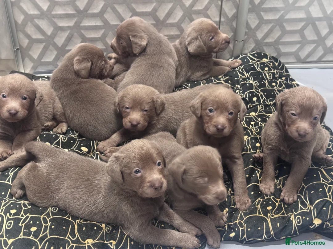 Labrador Retriever dogs for sale: Beautiful silver Labradors with piercing blue eyes - Advert 4