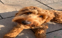 Cockapoo dogs for stud: Stunning F1 male cockapoo stud  - Image 5
