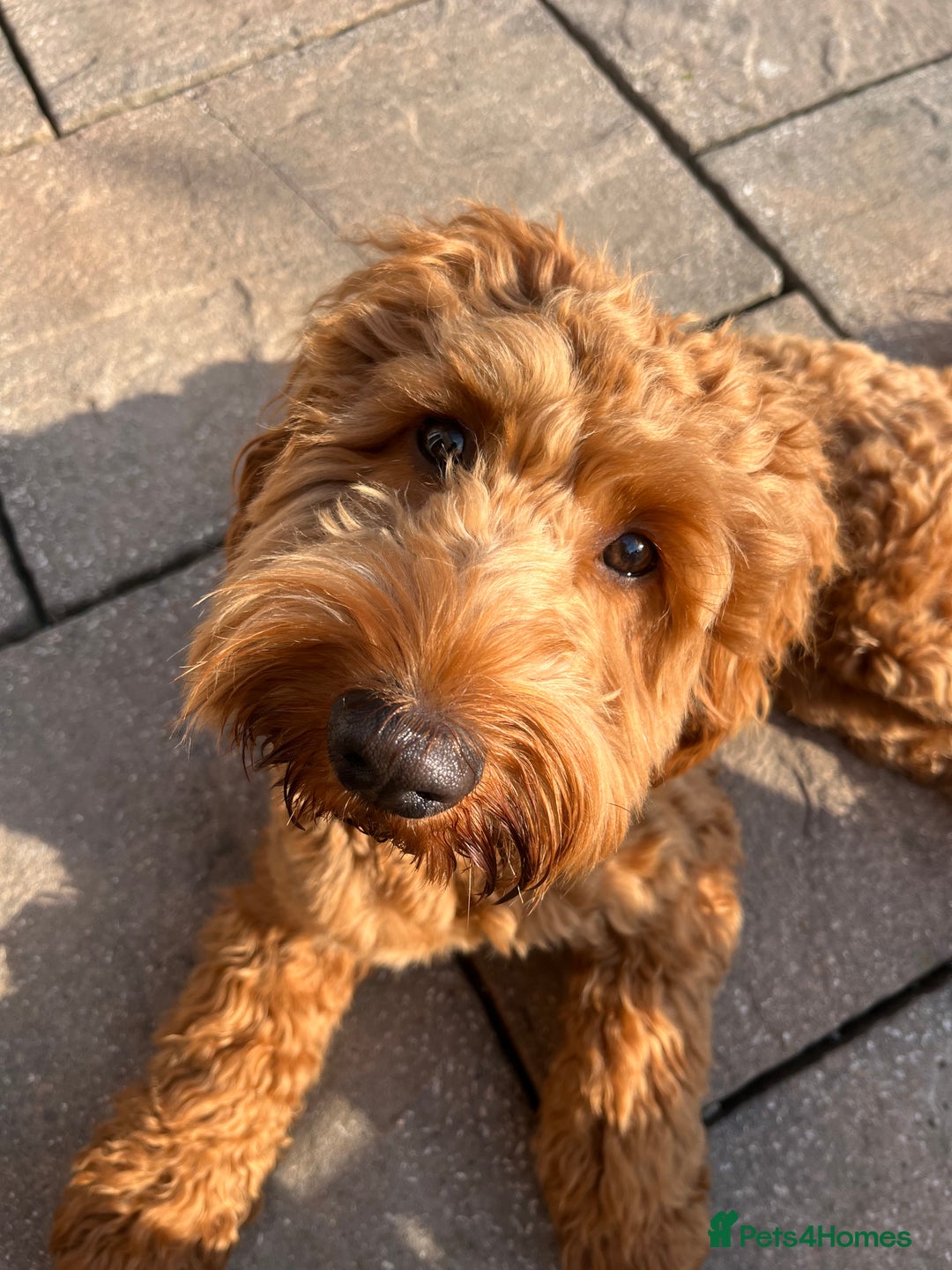 Cockapoo dogs for stud: Stunning F1 male cockapoo stud  - Image 5