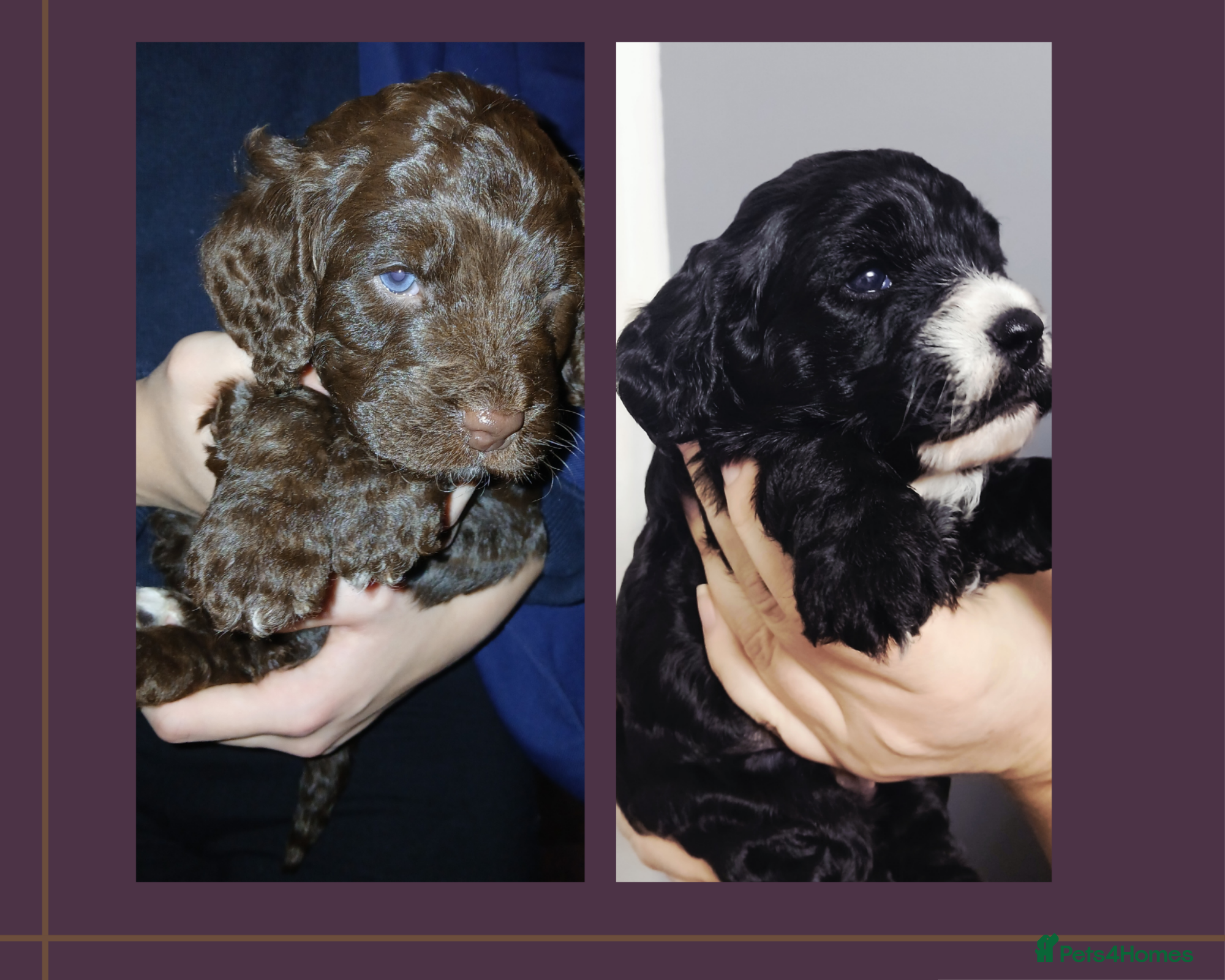 Cockapoo dogs F1 miniature cockapoos available 16th feb - Advert 4