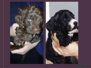 Cockapoo dogs F1 miniature cockapoos available 16th feb - Advert 10