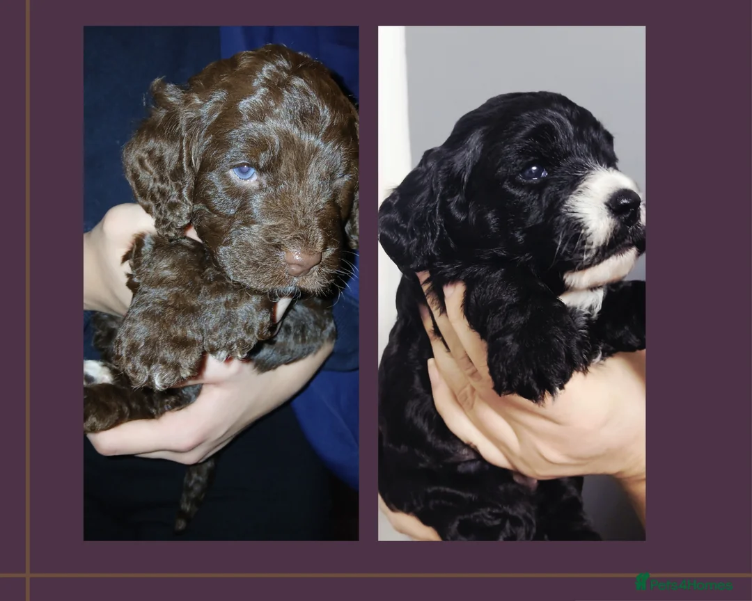 Cockapoo dogs for sale: F1 miniature cockapoos available 16th feb - Advert 1