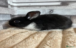 Mini Lop rabbits for sale: ⭐️Pure Breed Holland lops⭐️ - Image 11