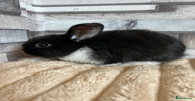 Mini Lop rabbits - Advert 9