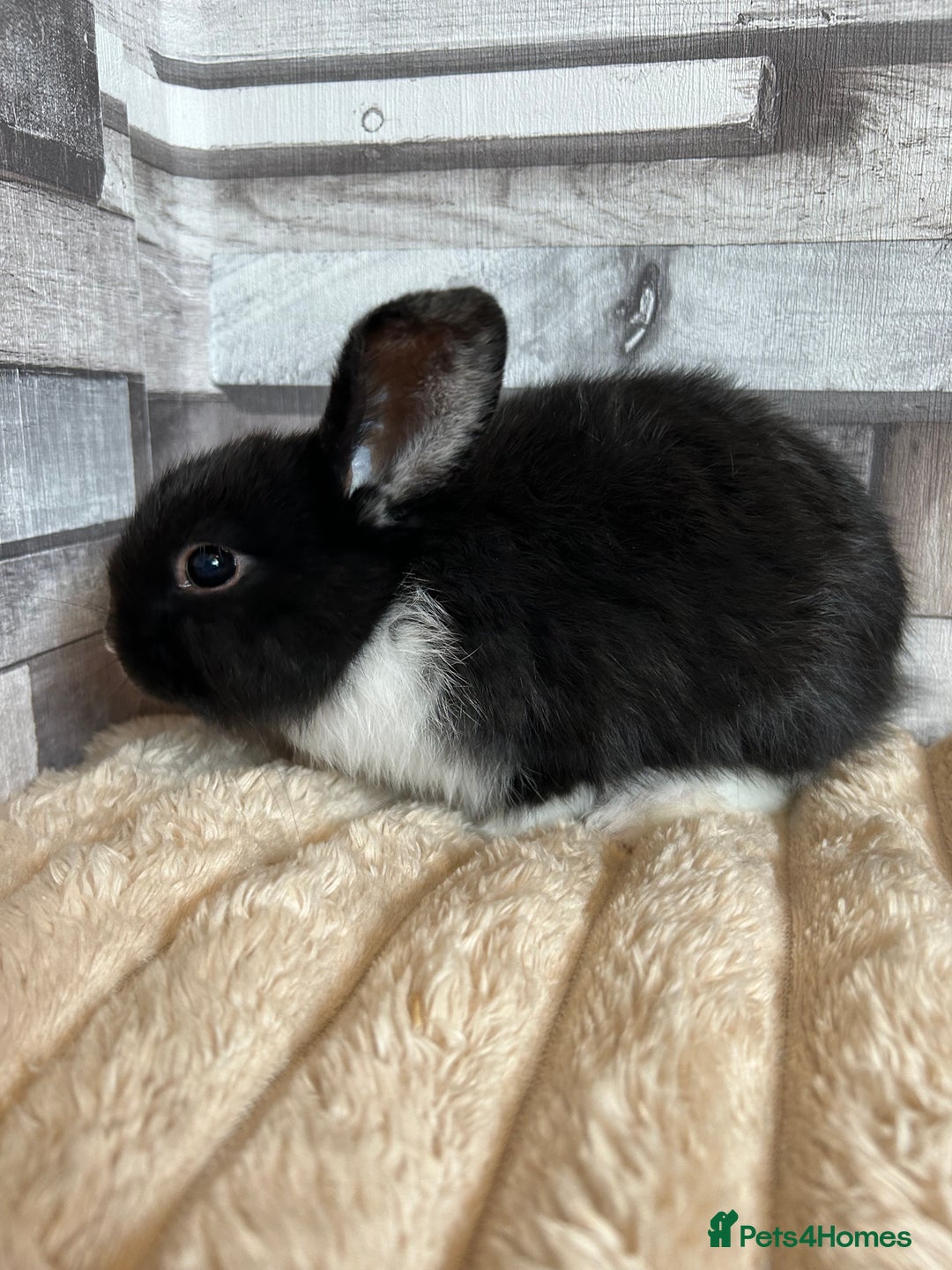 Mini Lop rabbits for sale: ⭐️Pure Breed Holland lops⭐️ - Image 11