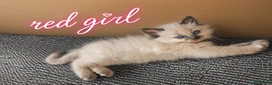 Ragdoll Kitten 4