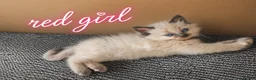 Ragdoll cats for sale: Beautiful Ragdoll Kittens in Edinburgh - Advert 6