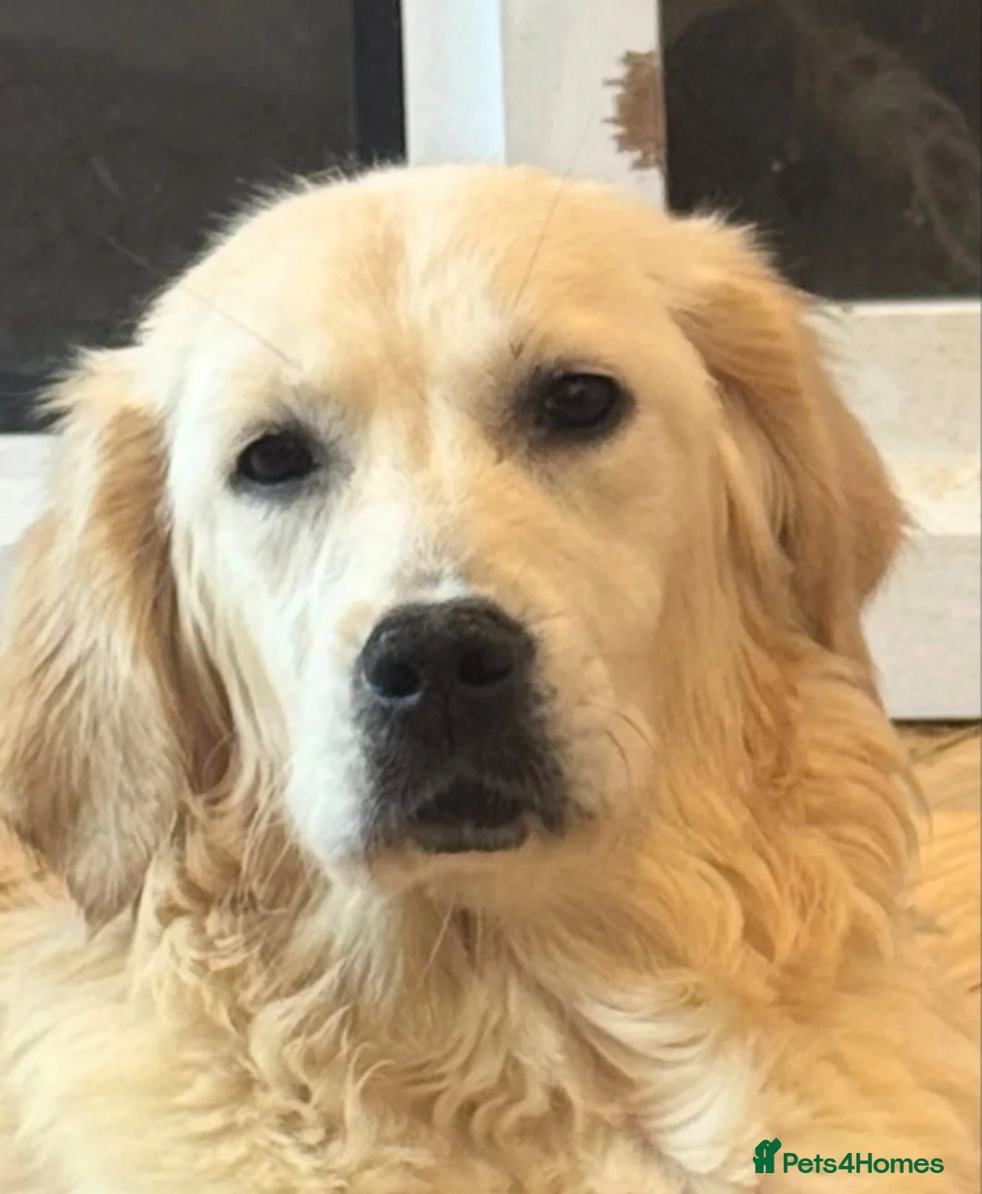 Golden Retriever dogs for sale: Lovely Female Golden Retriver in Dartford - Advert 1