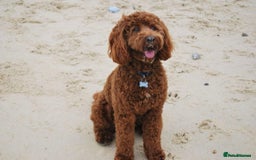 Cockapoo dogs for sale: Mini Cockapoo Puppies Due 4th Sept  - Image 4