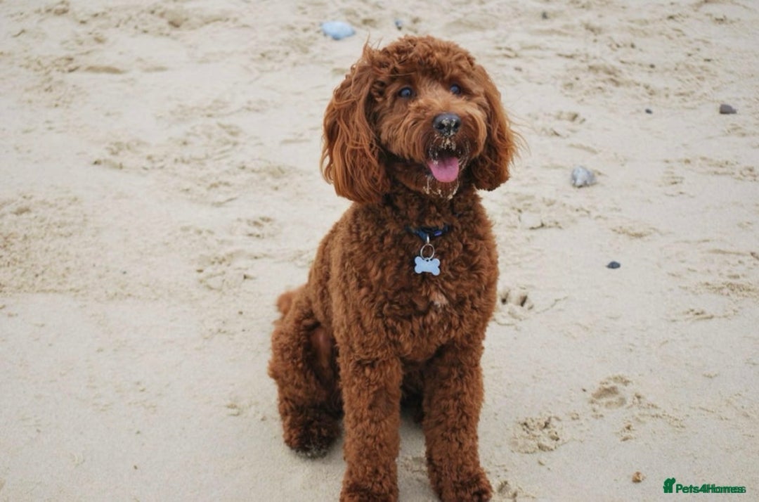Cockapoo dogs for sale: Mini Cockapoo Puppies Due 4th Sept  - Image 4