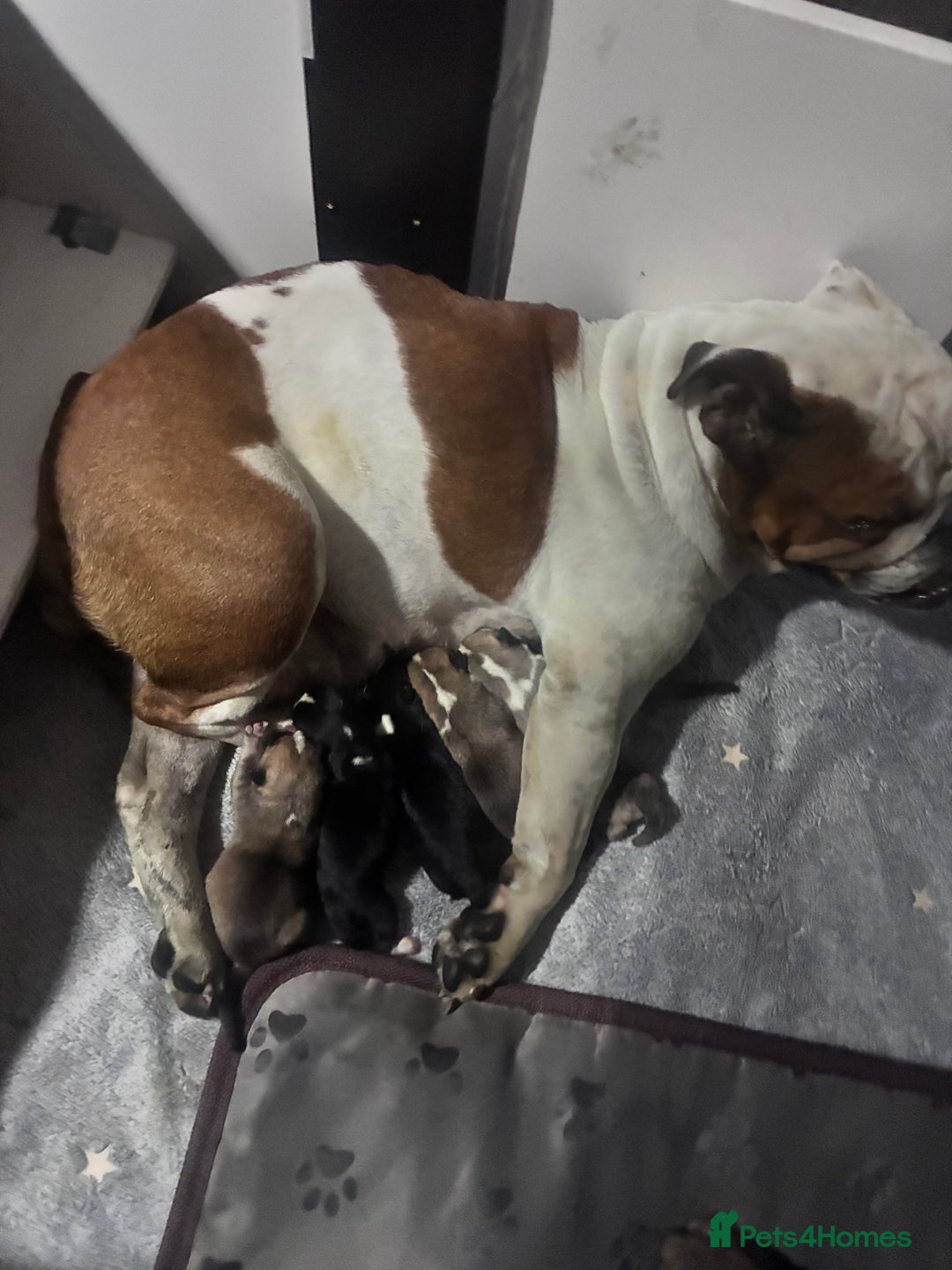 Mixed Breed dogs for sale: Bullimute - Advert 5