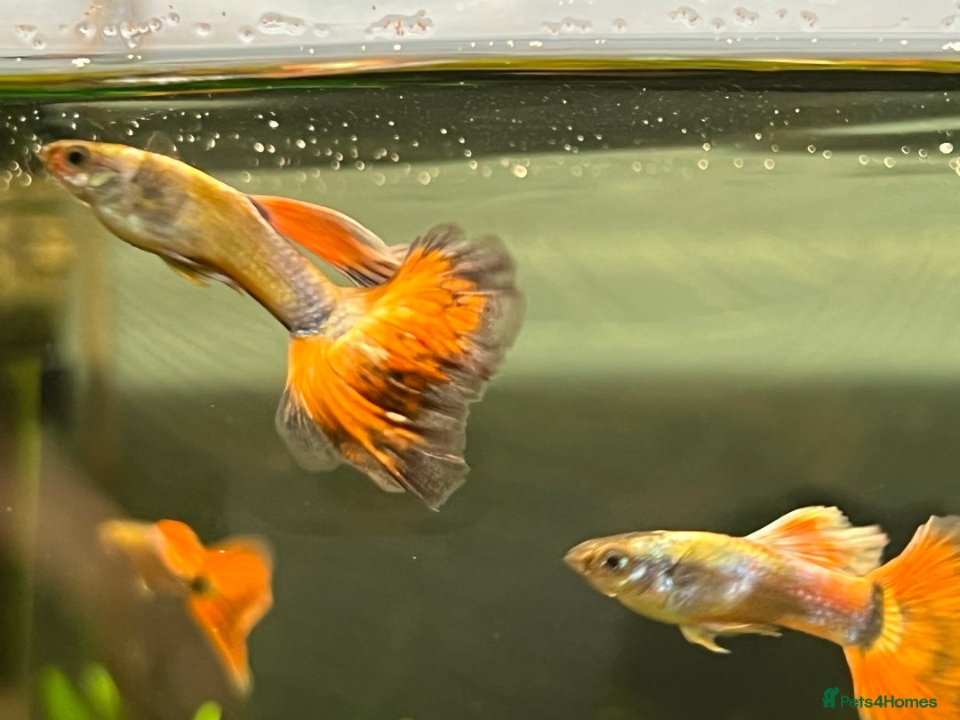 Live Bearers fish for sale: Guppies  - Image 3