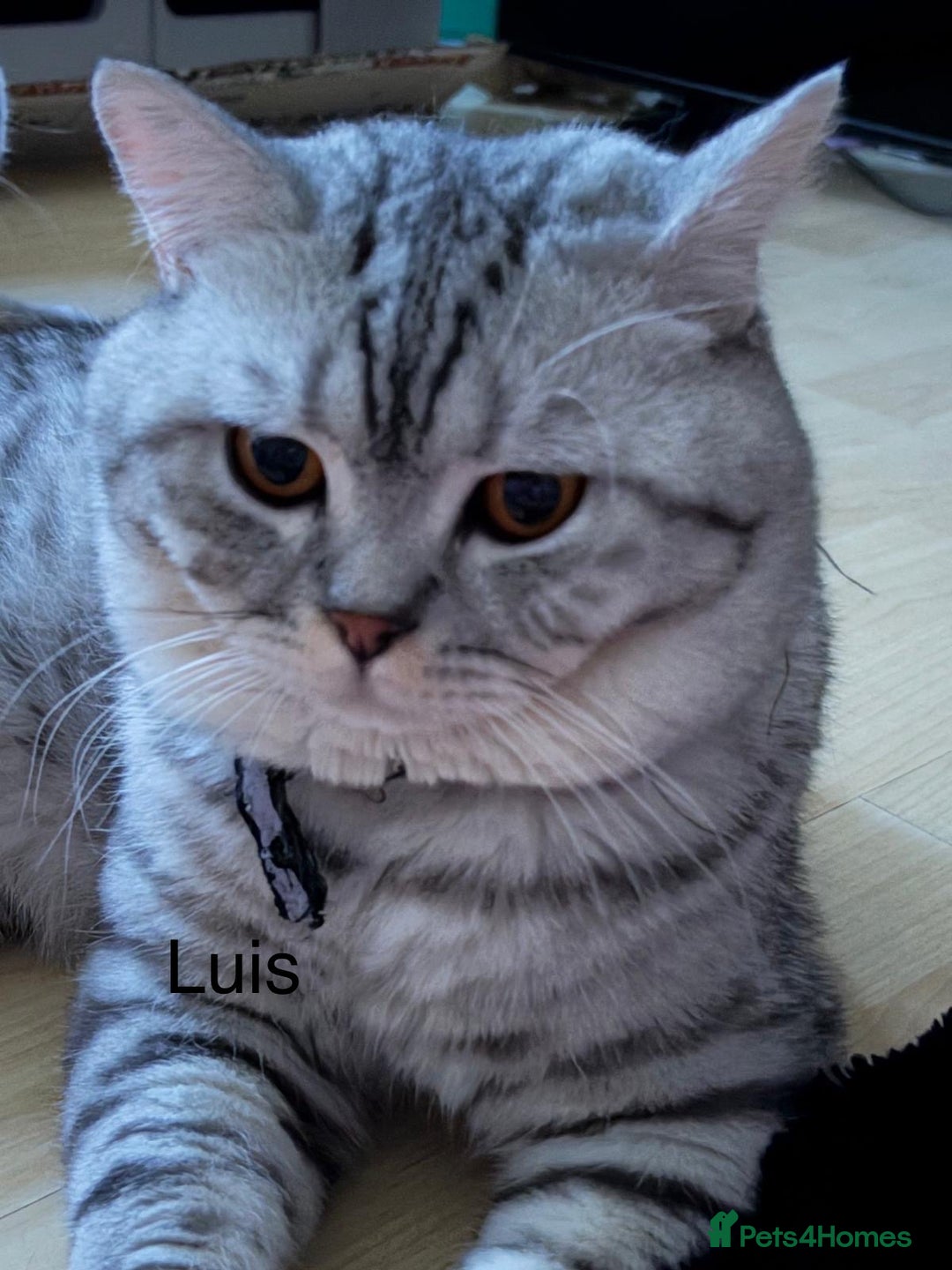 British Shorthair cats for sale: 3 adorable BSH boys looking for forever homes! in London - Image 6