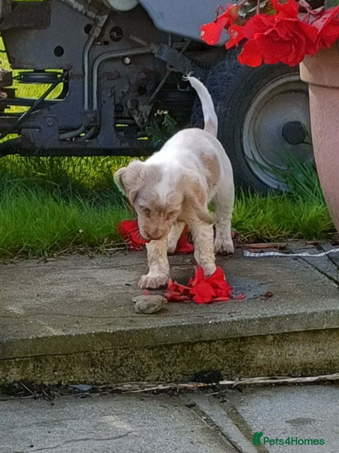 Cocker Spaniel dogs for sale: Cocker spaniel puppies for sale  - Image 8