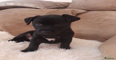 Patterjack dogs - Advert 3