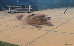 Chow Chow dogs for sale: Bear the chow chow  - Image 8