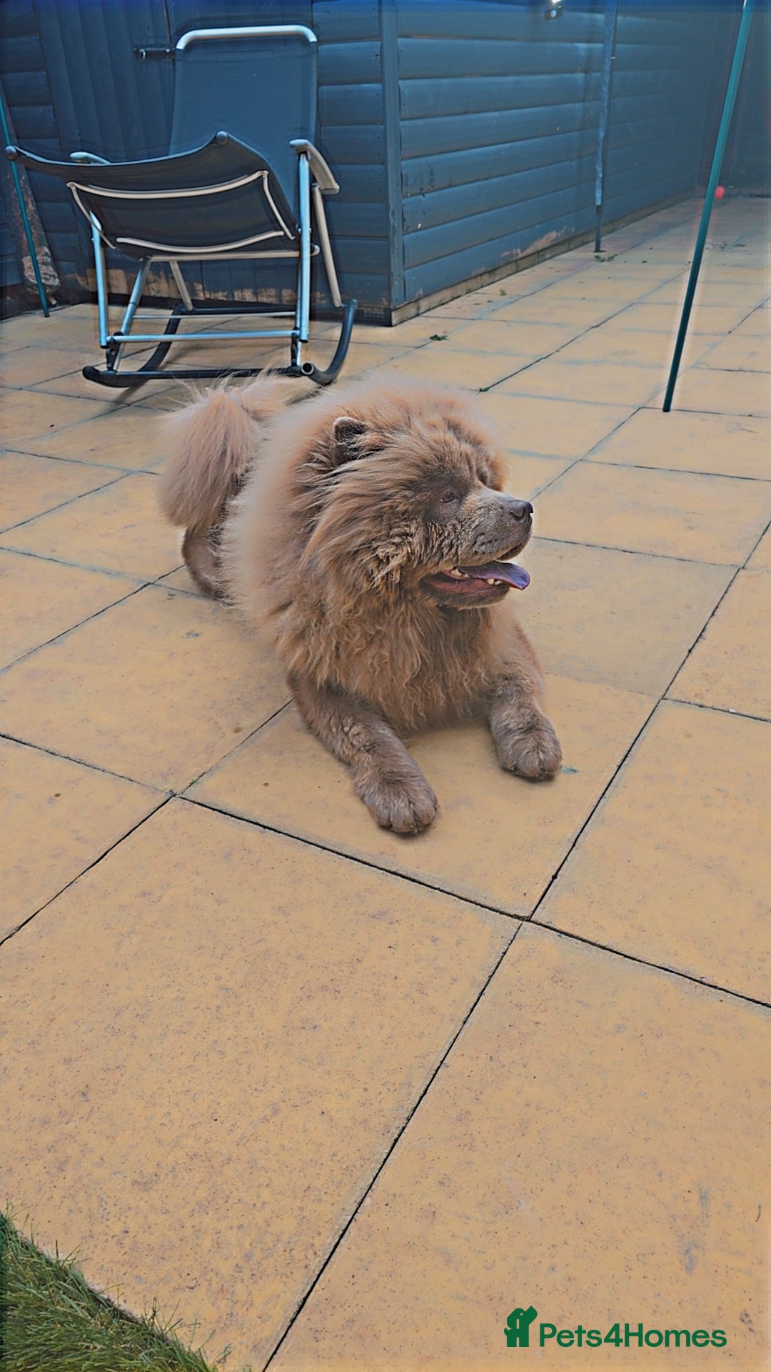 Chow Chow dogs for sale: Bear the chow chow  - Image 8