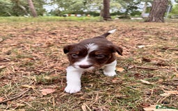 Border Collie dogs for sale: Border collie pups  - Image 5