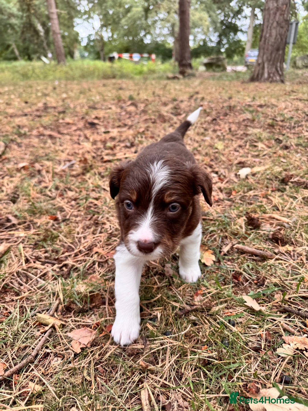 Border Collie dogs for sale: Border collie pups  - Image 5